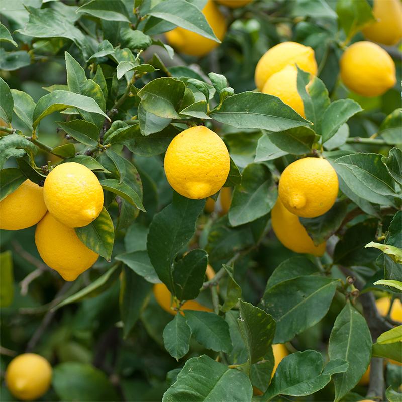 Lemon Quality Classifier